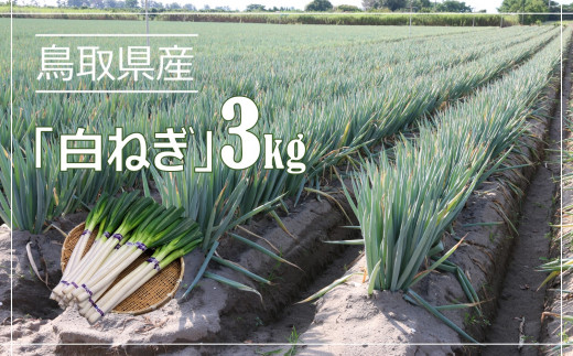 白ねぎ　3kg