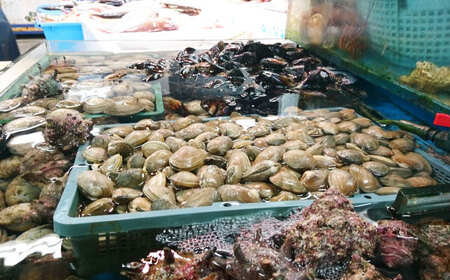定期便 6ヶ月 サザエ 1.0kg 6～10個 三浦半島 さざえ 栄螺 獲れたて 新鮮 つぼ焼き アウトドア BBQ バーベキュー おつまみ ツマミ 貝 海鮮 魚介 魚介類 旬 おかず 活 活サザエ