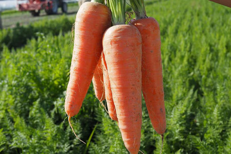 甘糀入り にんじんとあしたば 125ml×18本 キッコーマン こころダイニング｜ニンジン 明日葉 こうじ 食物繊維 発酵食品 紙パック カートカン [0536]