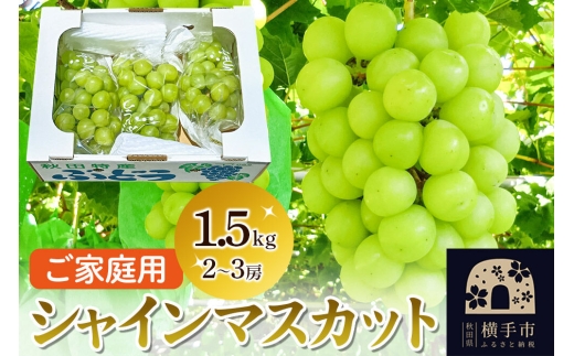 【先行受付 9月下旬より発送】横手市産 シャインマスカット 約1.5kg（2～3房）ご家庭用 [先行予約 マスカット ぶどう 葡萄 ブドウ]