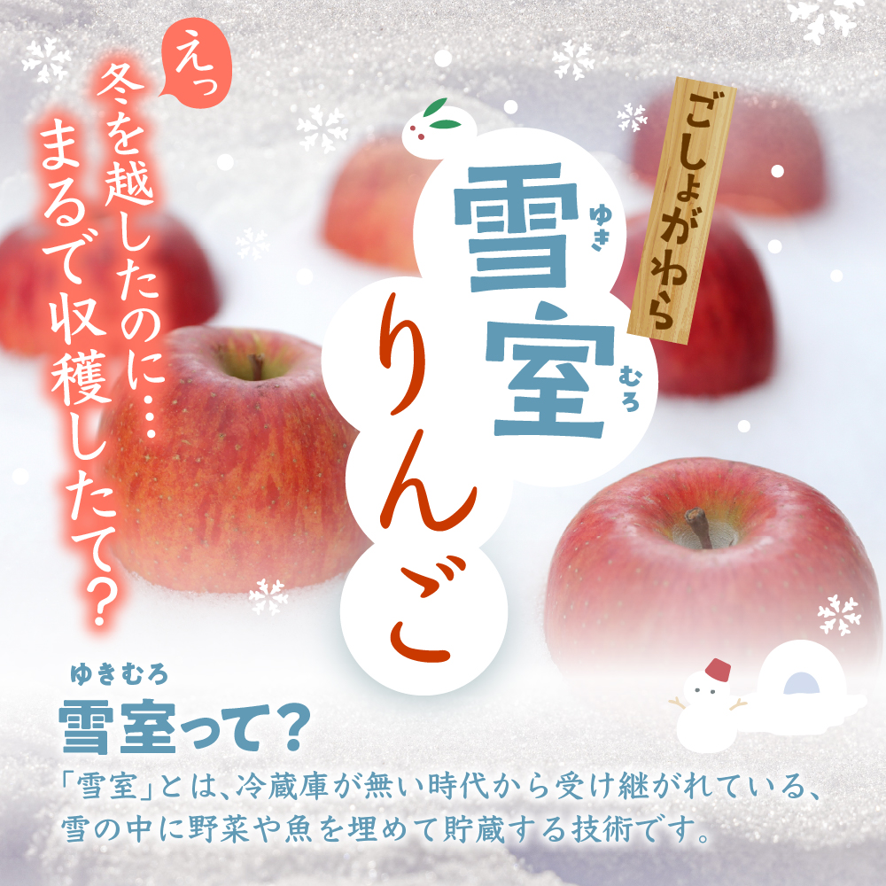 【数量限定】 雪室りんご サンふじ 約2kg【2026年3月順次発送】 青森 りんご リンゴ 林檎 2キロ 贈答 ふじりんご 五所川原