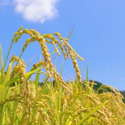 ふるさと納税 東御市 令和7年産 新米!有機肥料使用のコシヒカリ 玄米 10kg(5kg×2袋)一等米 |  | 02