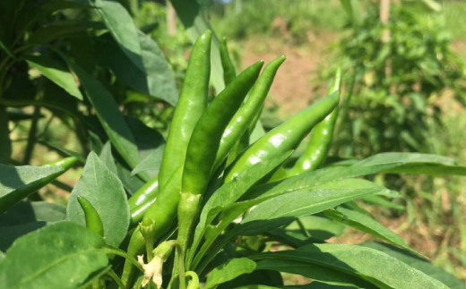 R5-168．四万十ゆず胡椒3個セット