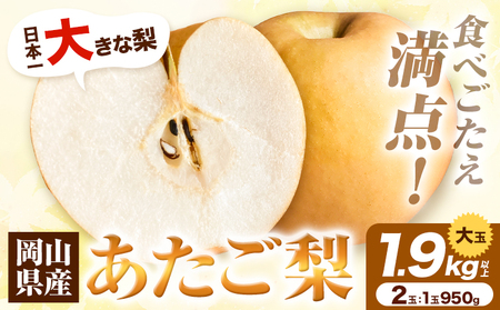 H-36a　岡山県産 あたご梨　大玉2個入り（1玉950g以上） 令和7年度産先行受付《11月下旬‐12月中旬頃出荷》