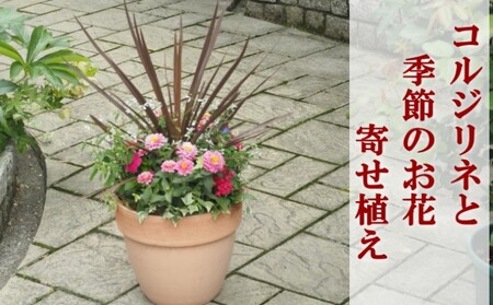 寄せ植え 鉢植え コルジリネと季節のお花 植物 寄せ植え