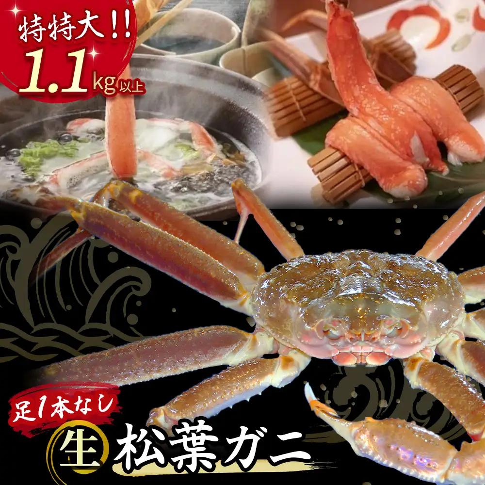 【先行予約】【魚倉】足１本なし生松葉ガニ（特特大1.1kg以上） 訳あり 松葉ガニ カニ ズワイガニ