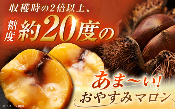 【2025年9月下旬〜10月上旬に順次発送】おやすみ栗（マロン）1kg（2Lサイズ）/ 栗 生栗 くり マロン 低温熟成 日本栗 国産 / 恵那市 / えな笠置山栗園 [AUAV004]