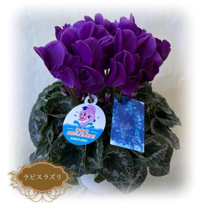 ふるさと納税 南相馬市 【2026年 先行予約】シクラメン ラピスラズリ 5号 | 花ギフト プレゼント 花苗 根本園芸