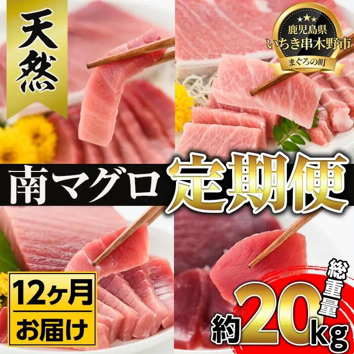 【定期便全12回】天然 南まぐろ 定期便 約19Kg まぐろ【00-019-08-TK】