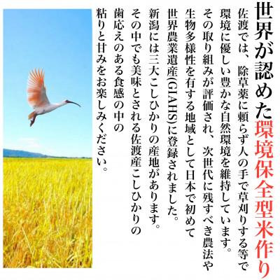 ふるさと納税 佐渡市 【佐渡島が誇る極上コシヒカリ】無洗米(精米) 佐渡産コシヒカリ 5kg |  | 01