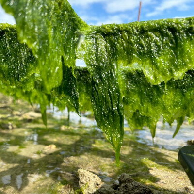 【ふるさと納税】中城産 海人が手摘みで厳選 生アーサ 600g(300g×2袋)【配送不可地域：離島】【1726864】