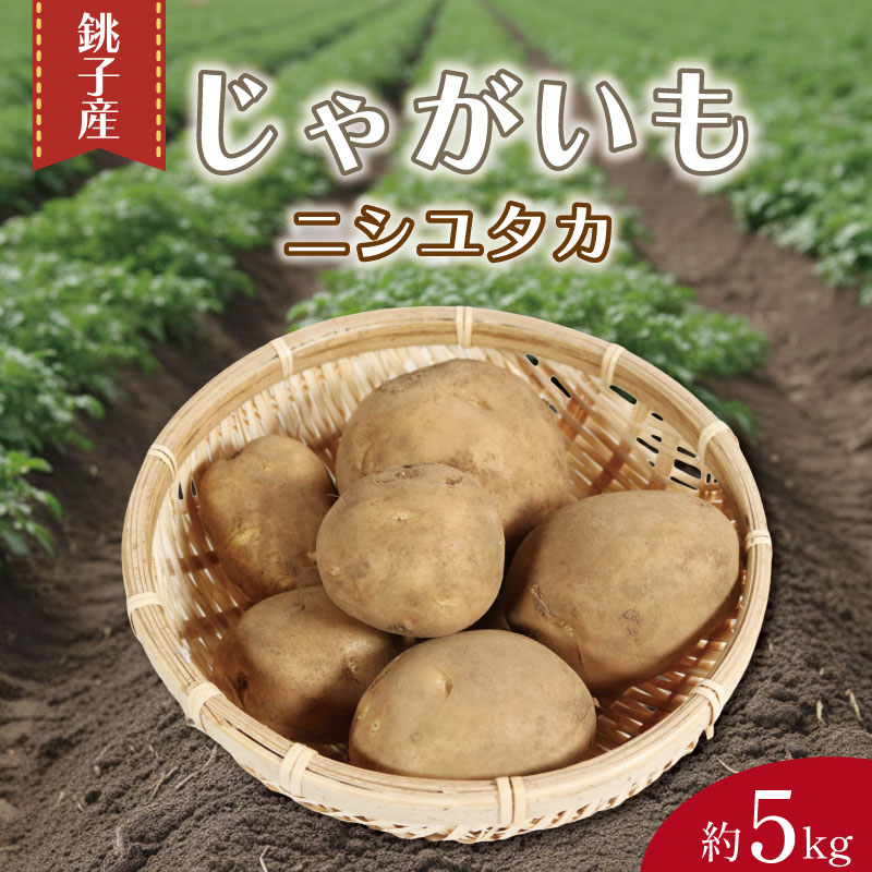 【ふるさと納税】 先行予約 じゃがいも 約5kg ニシユタカ 芋 イモ サイズ不揃い 期間限定 国産 銚子産 産地直送 野菜 新鮮 美味しい 人気 オススメ 大容量 キャンプ おかず 惣菜 お弁当 お取り寄せ 旬 常温 送料無料 千葉県 銚子市 サンズファーム 【選べる発送時期】
