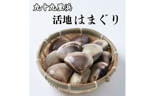 
                  九十九里浜産 活地はまぐり はまぐり 獲れたて 新鮮 貝 蛤 ハマグリ 千葉県 匝瑳市 九十九里浜  1kg 2kg 3kg 4kg 5kg 送料無料
                