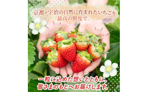 ＜先行予約！2026年12月中旬以降順次発送＞京都府宇治市産いちご(中粒・各計約500g・約250g×2パック・ギフト箱入り) 【uj-FL002-A】【red】
