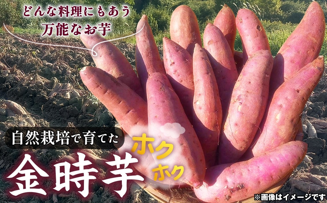 
            自然栽培で育てた ホクホク 金時芋　☆約5kg☆ ／ 無農薬 新鮮 国産野菜 無化学肥料 さつまいも サツマイモ 山口県 No.222
          