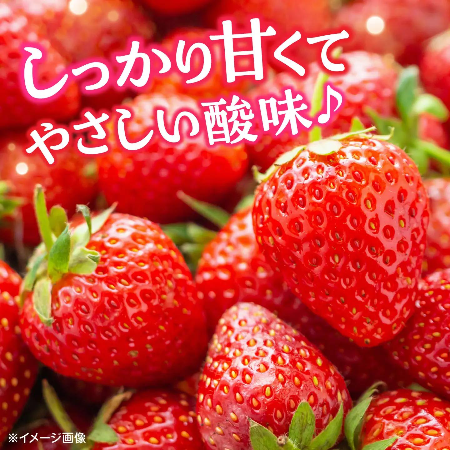 【先行予約】【2027年3月中旬より順次発送】いちご 恋みのり 百花園ファーム 約500g（約250g×2P） お試し用 11粒から14粒/P 2Lサイズ 【株式会社合志百花園ファーム】[AYDW00