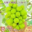 【ふるさと納税】【2025年収穫分先行予約】産地直送 シャインマスカット 房 約 1.2 kg or 600g おすすめ 人気 予約 山梨県 産地直送 フルーツ ブドウ 果物 ぶどう シャイン マスカット くだもの お届け 国産 葡萄 先行予約 贈答 新鮮