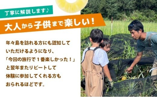 パイナップル収穫体験【5名】爽やかな朝日を浴びた中での開催♪（4月25日～6月15日開催）