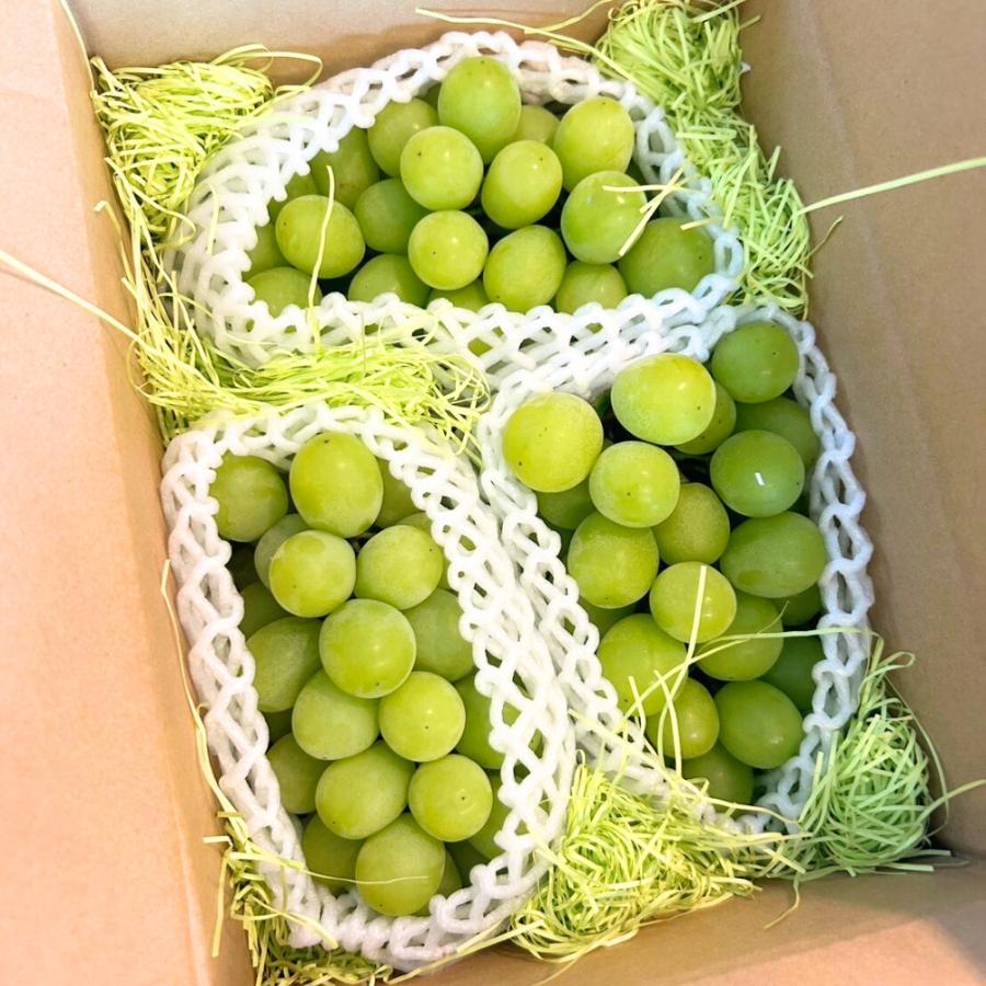 ＜キリタニ農園＞朝採れ　シャインマスカット（ご家庭用） 2kg（4～8房）