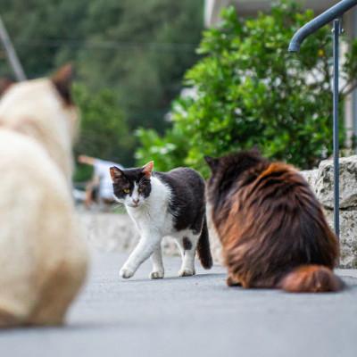 ふるさと納税 座間味村 沖縄県の小さな離島座間味村で暮らす島ねこポストカード