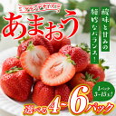 【ふるさと納税】＜先行予約受付中・2025年1月より順次発送・容量を選べる＞いちごの王様！あまおう グランデサイズ(4～6パック・1パック：3玉～15玉入り) 苺 フルーツ 果物 数量限定 冷蔵 ＜離島配送不可＞【ksg1296・ksg1514】【よっちゃんファーム】