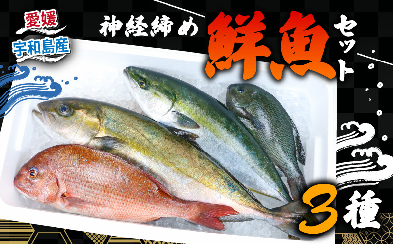 
            鮮魚 セット 神経締め 宇和海産 3種 こもこもShop 鮮魚詰合せ 神経〆 まるごと タイ カンパチ ブリヒラ シマアジ 養殖 刺身 お刺身 お刺し身 刺し身 人気 鯛 鯛めし 塩焼き 煮付け 焼き魚 アレンジ 新鮮 産地直送 冷蔵 国産 愛媛 宇和島 D050-186008
          