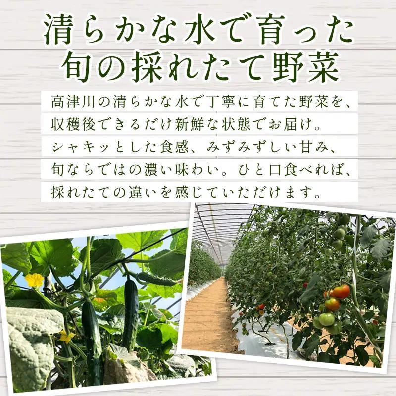 B-860 旬の野菜おまかせセット(引退競走馬の飼育寄付付き)