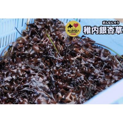 ふるさと納税 稚内市 天然海藻の銀杏草
