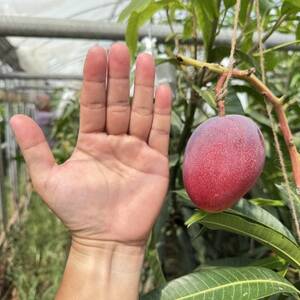 【数量限定・瞬間冷凍】仲本マンゴー園の完熟ミニマンゴー300g～400g×3袋【配送不可地域：離島】【1664971】