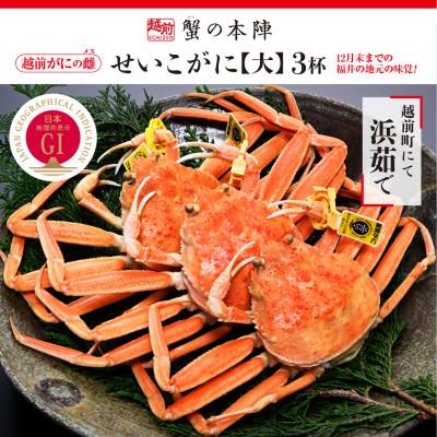 ふるさと納税 越前町 浜茹で【越前せいこがに　大　250g前後】3杯セット　11〜12月順次発送