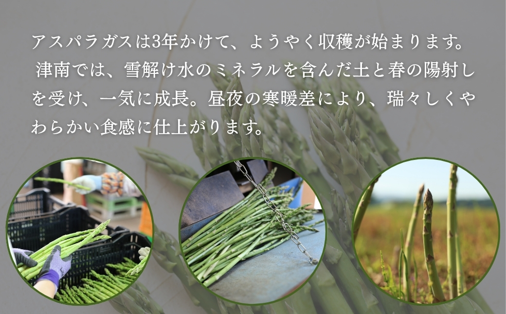 【アスパラガス 先行予約】雪室予冷 アスパラガス バラ詰め LA～Lサイズ 2kg | 津南町 有限会社大地