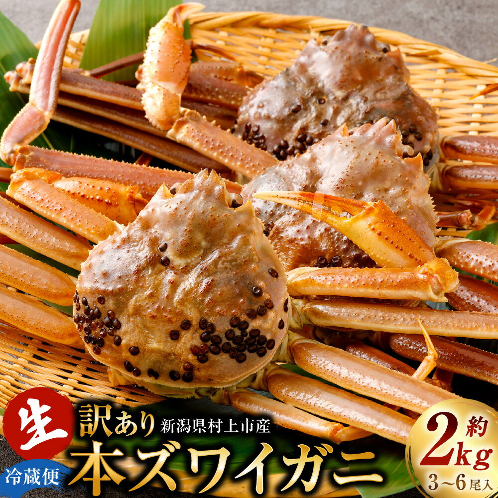 【ふるさと納税】【1月～3月発送】＜訳あり＞冷蔵便　生本ズワイガニ　約2kg（3～6尾入）かに カニ 蟹 海鮮 魚介類 甲殻類 産地直送 お取り寄せ 冷蔵 新潟県 村上市 送料無料 1079004