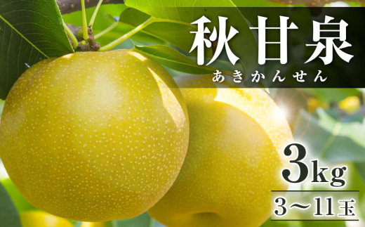 294.【先行予約】秋甘泉 3kg前後（3～11玉前後) ※2026年9月中旬～9月下旬頃に順次発送予定【先行予約 梨 なし 果物 フルーツ くだもの 鳥取県 北栄町 おすすめ 人気 送料無料】