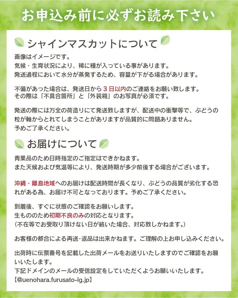 山梨県産シャインマスカット 2kg（3～5房）【化学肥料、除草剤不使用】ぶどう 葡萄 フルーツ 果物 農園直送