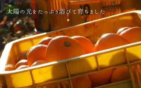 【訳あり】熊本県産 温州みかん 約16kg 味采市場