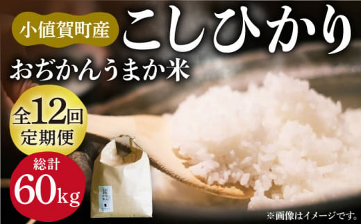 【全12回定期便】【令和6年度産】おぢかんうまか米（小値賀町産こしひかり 5kg ・精白米） [DAB017] コシヒカリ こしひかり 米 お米 白米 ご飯 精米 お弁当  常温