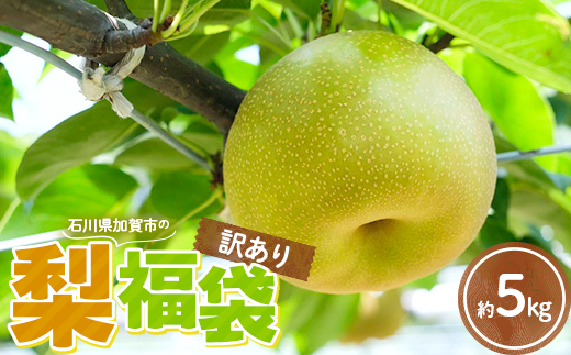 【訳あり】梨 福袋 5kg 旬の品種を1品種お届け くだもの 果物 フルーツ ご当地 食品 幸水 豊水 あきづき 新高 新興 愛宕 F6P-2945