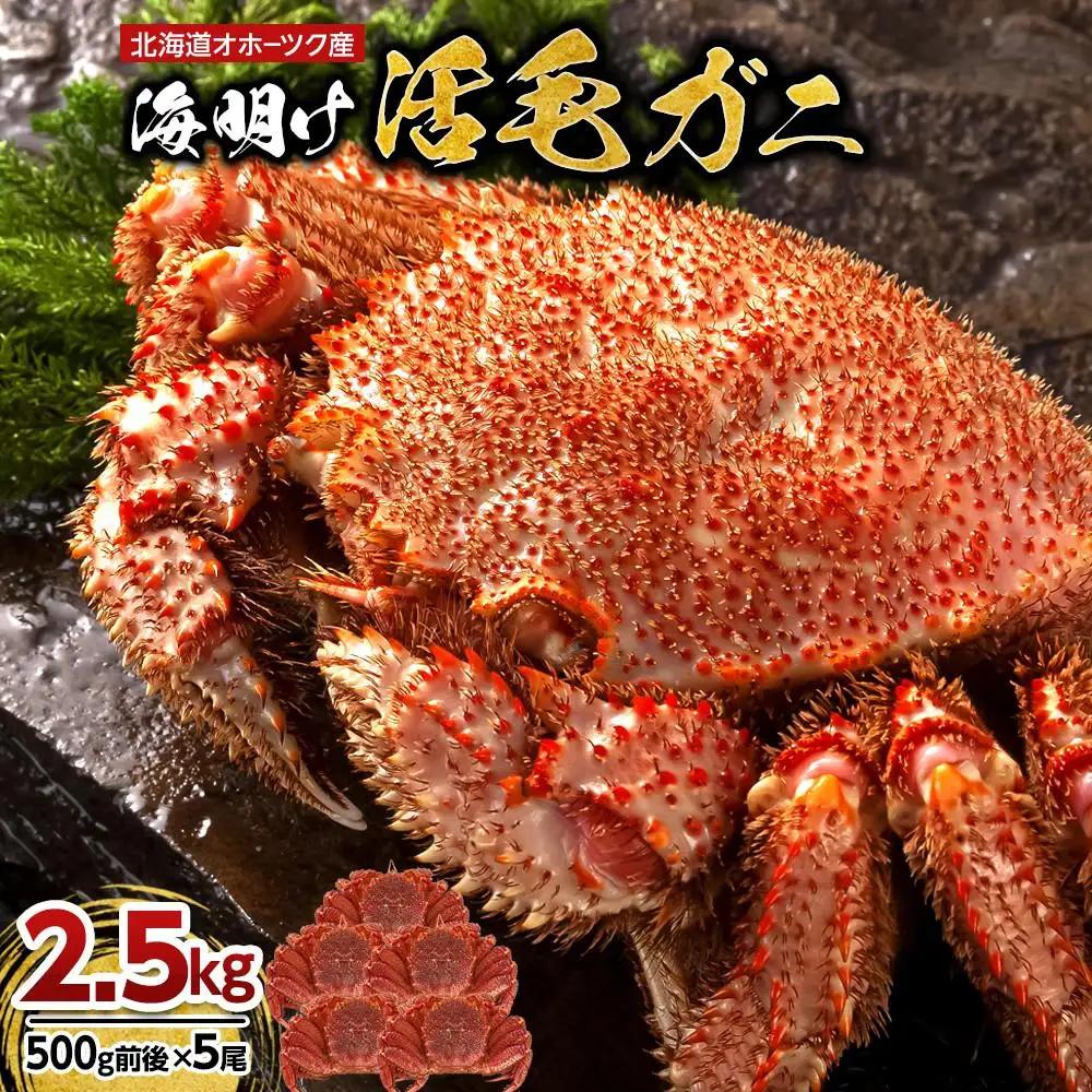 【2027年先行予約／着日指定可】北海道オホーツク産海明け活毛ガニ　ボイル未冷凍配送(チルド 冷蔵配送)　500g前後　5尾 | 毛ガニ_03503