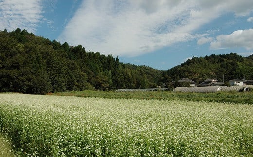 京丹波町に広がる蕎麦畑。