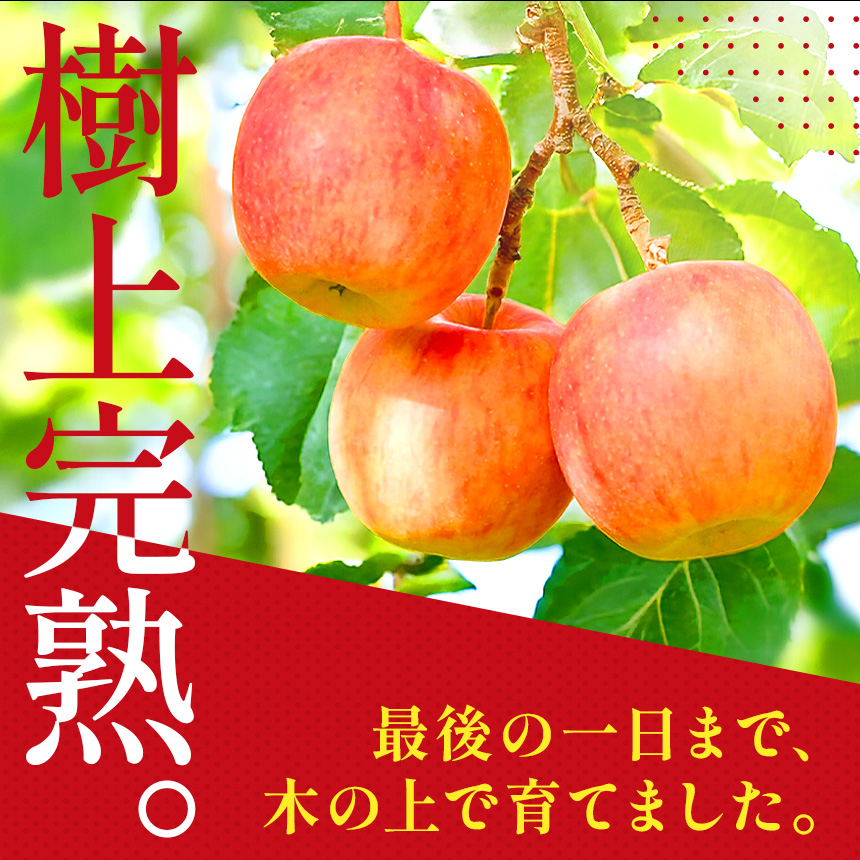 りんご 完熟 ふじ 5kg 箱｜【11月下旬より順次お届け】リンゴ 林檎 フルーツ 果物 栃木県矢板市産