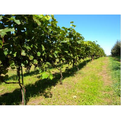 ふるさと納税 帯広市 相澤ワイナリー さちろぜ2024(ロゼワイン) |  | 02