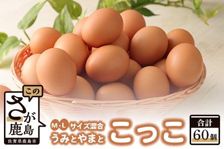 C-54 佐賀鹿島産 平飼い卵「うみとやまとこっこ」上田養鶏場 たまご60個