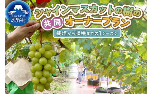 忍野村産　ぶどう(シャインマスカット)　共同オーナープラン栽培～収穫
