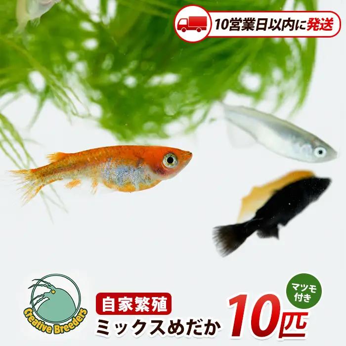 【10営業日以内に発送】ミックスめだか10匹＋マツモ付き (アクアファームはくと/IB167-006)
