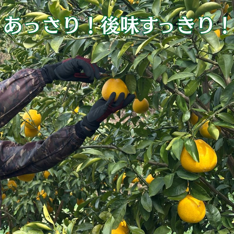 【10営業日以内発送】フルーツアイランド･マルエム直販の河内晩柑 約10kg 早期配送 ばんかん みかん 柑橘 みかん ジュース 果物 フルーツ グレープフルーツ 河内晩柑 愛南ゴールド 愛媛県 愛南