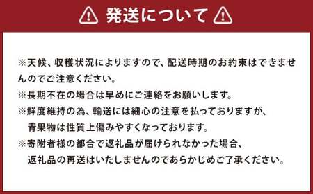 【期間限定】 博多 あまおう いちご エクセレント 約450g×1パック 苺 イチゴ 果物 フルーツ 【2026年1月下旬～2月下旬順次発送予定】 