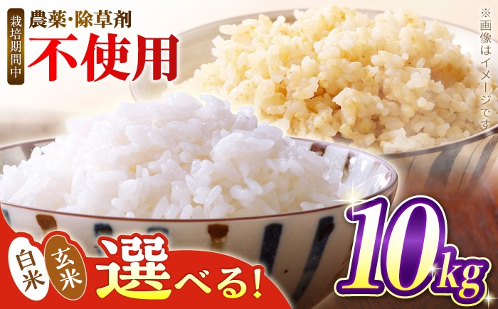 
                  R8年度産新米 予約【選べる白米or玄米】つばくろ米 10kg 米 白米 精米 こめ コメ お米 おこめ ご飯 ごはん 送料無料 R8 数量 限定 数量限定 ギフト 白飯 玄米飯 ふるさと納税 玄米 国産 岐阜県産 白川町  / 黒川つばくろ農園 [AWCB002]
                