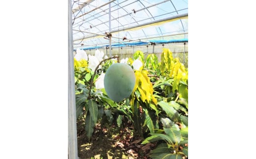 【先行受付】【2025年発送】キーツマンゴー 南城市 約2kg (2～3玉)