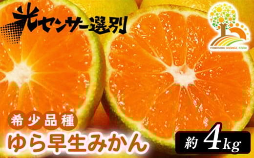 
             ゆら早生 みかん 濃厚な味わい 約4kg 希少品種《有機質肥料100％》極早生 ｜ 由良 ゆら 早生 わせ 柑橘 果物 くだもの フルーツ 和歌山 有田 ※2025年10月上旬～10月下旬頃に順次発送予定 ※北海道・沖縄・離島への配送不可
          