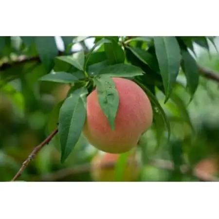 【2027年発送】フルーツ王国　長野県信州直送　白桃　約5kg【配送不可地域：離島】【1576258】